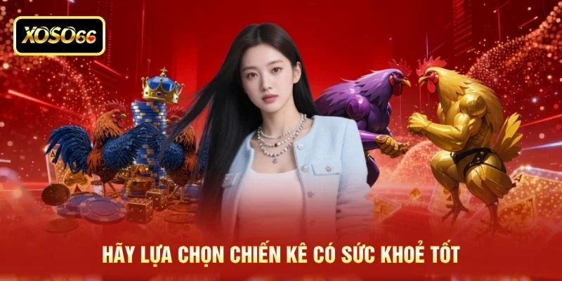 Hãy lựa chọn chiến kê có sức khoẻ tốt Hãy lựa chọn chiến kê có sức khoẻ tốt